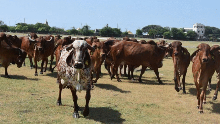 The Growing ₹3,000 Crore Cow Cess: A Call for Accountability in Public Spending