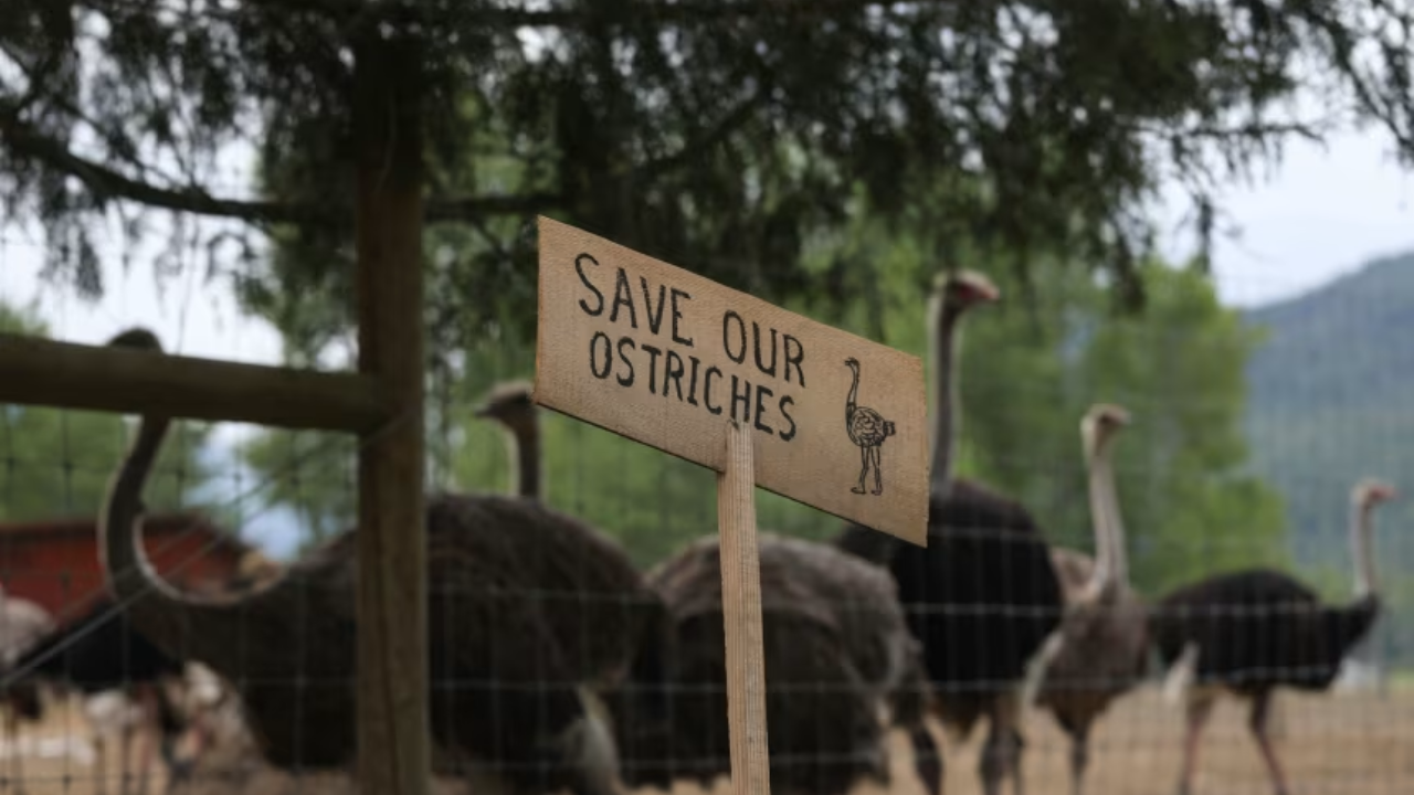 Supreme Court Upholds Ostrich Cull, Dismissing Last-Ditch Effort Backed by RFK Jr.