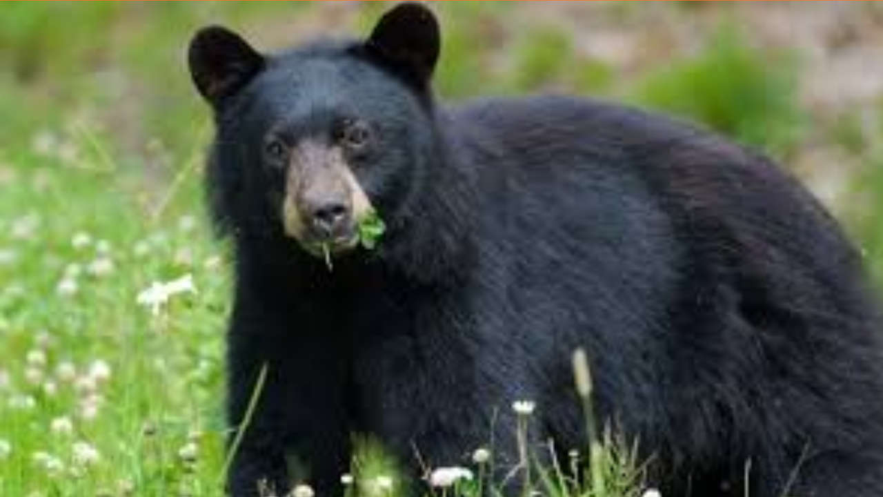 B.C. Bear Deaths Hit Decade Low: A Win for Coexistence?