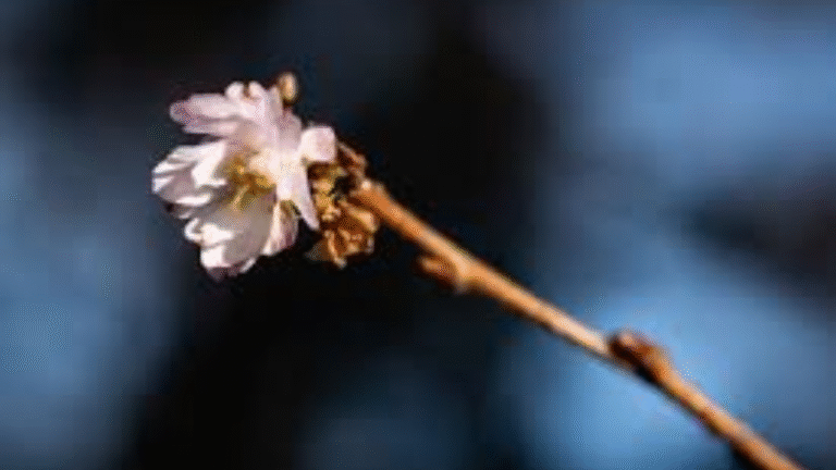 B.C.’s "False Spring": Why Early Blooms Face a Deadly Winter Threat