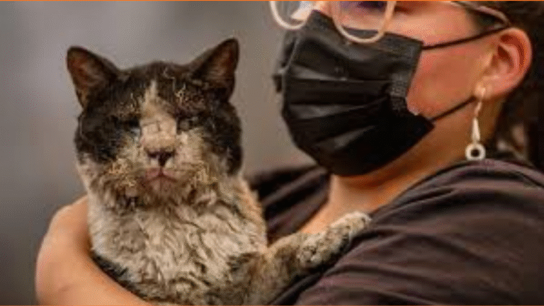 Mobile Clinic Races to Save Animal Survivors in Chile