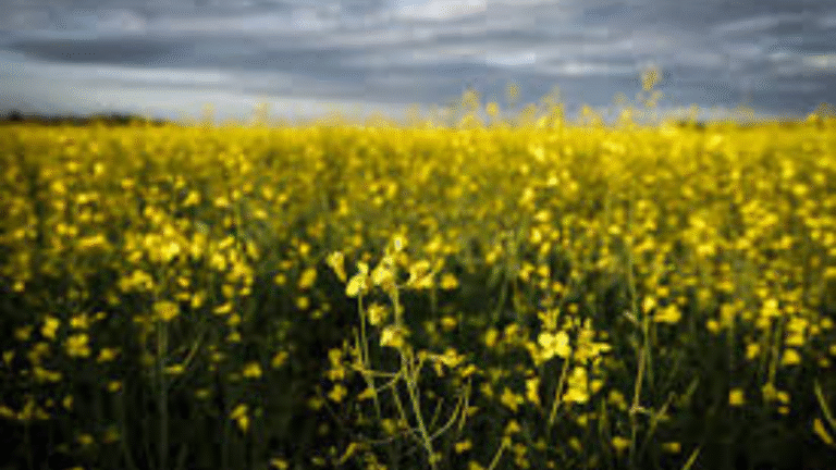 Carney in China: A High-Stakes Effort to Thaw the "Canola Freeze"