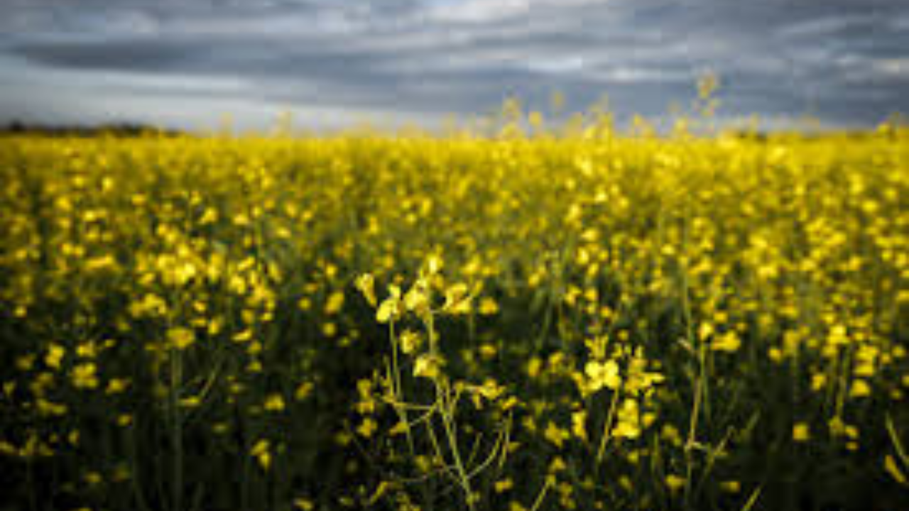 Carney in China: A High-Stakes Effort to Thaw the "Canola Freeze"