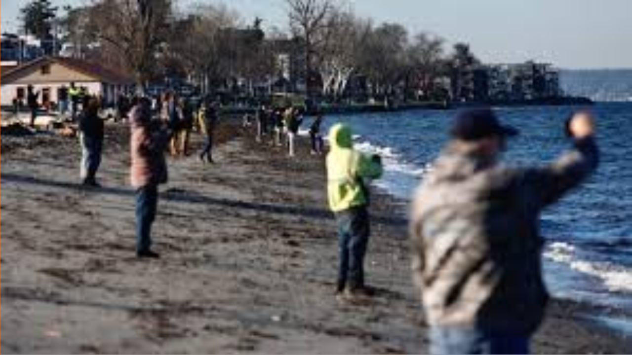 Orcas Dazzle Crowds in Rare Shore-Side Spectacle off West Seattle