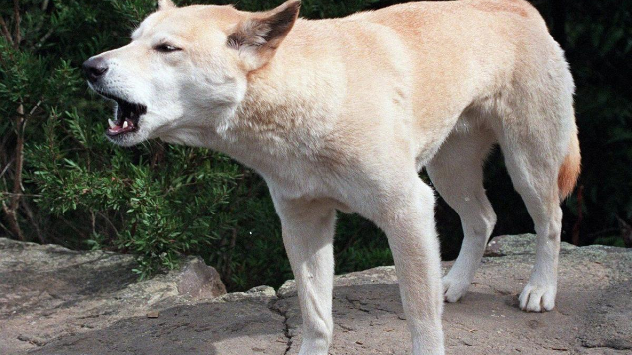 Tragic Death of Canadian Backpacker Leads to K’gari Dingo Cull
