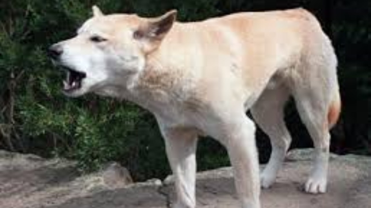 Autopsy: Dingoes Likely Not Responsible for Death of Canadian Backpacker