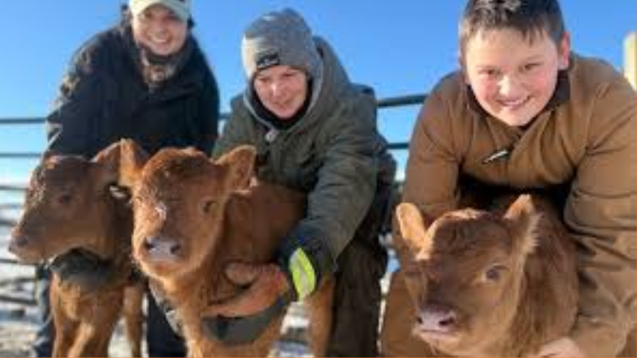 Lightning Strikes Twice: Alberta Ranch Welcomes Second Set of Triplets in Two Years