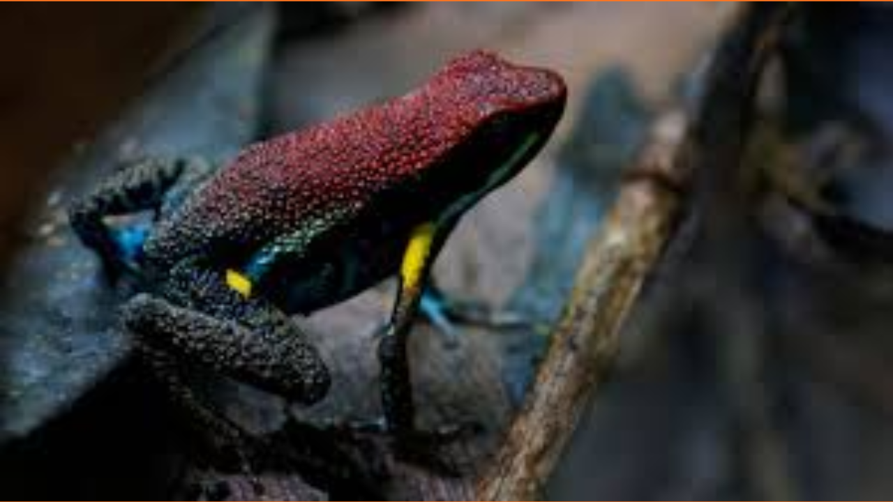 The Chemistry of a Kill: Understanding Epibatidine