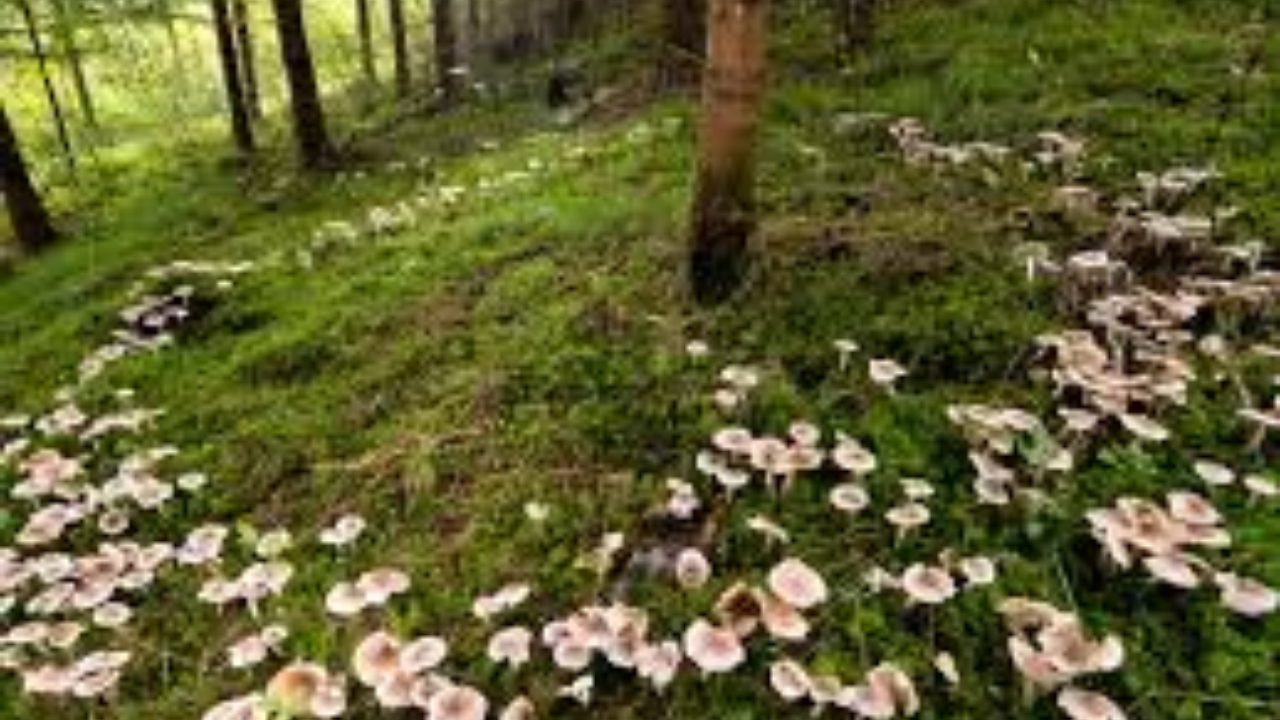 The Underground Architects: Why Fungi Are the New Frontier