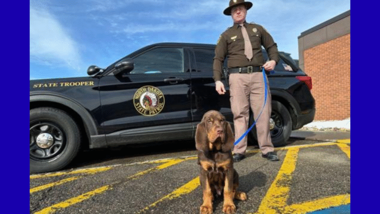 The Ultimate Bio-Tracker: Why Bloodhounds Still Lead the Pack