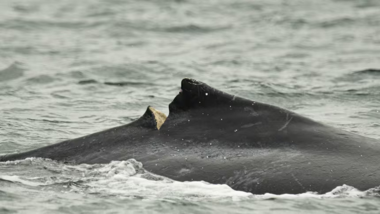 The Silent Paradox: Why Electric Ferries Aren't a Total Win for B.C. Humpbacks