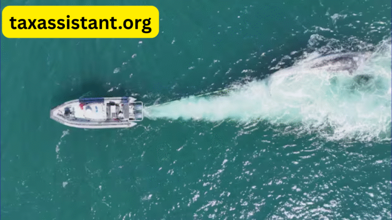 Concerns Rise After 4 Grey Whales Found Dead Off B.C. Coast in 10 Days