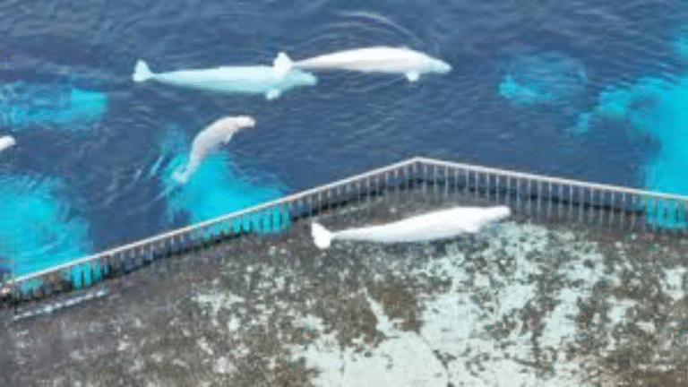 Marineland Seeking Up to $20M Federal Loan for U.S. Beluga Export