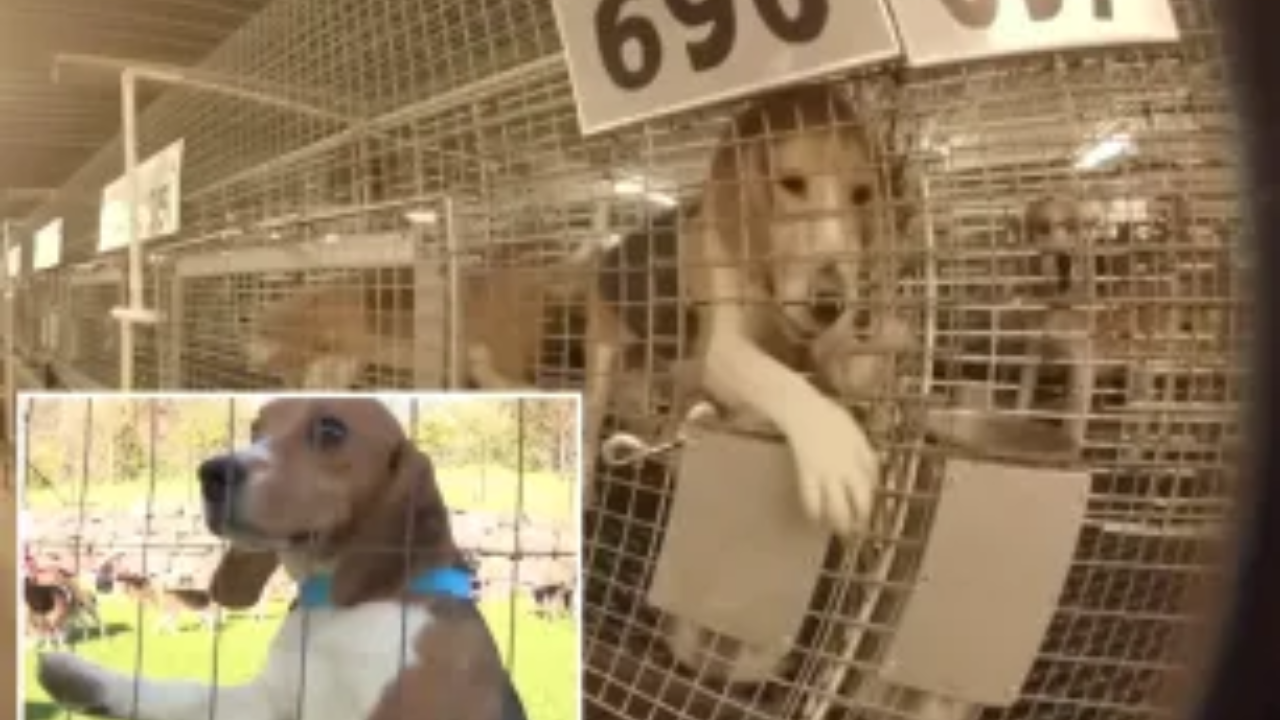 1,500 Beagles Rescued