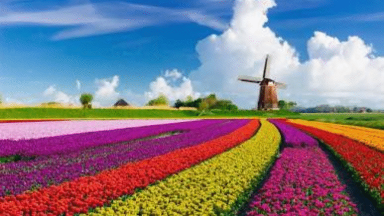 Pedal, Paddle, and Petals: Getting Lost in Dutch Tulip Country