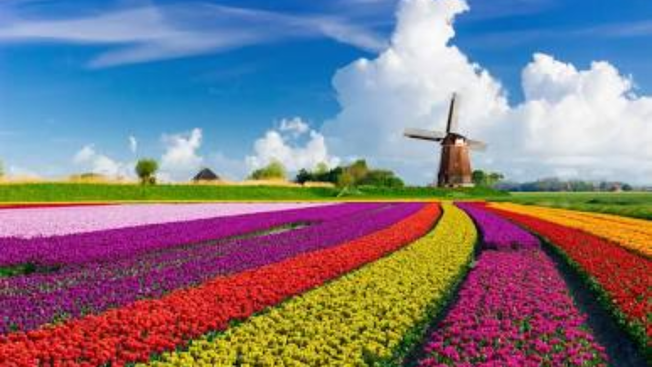 Pedal, Paddle, and Petals: Getting Lost in Dutch Tulip Country