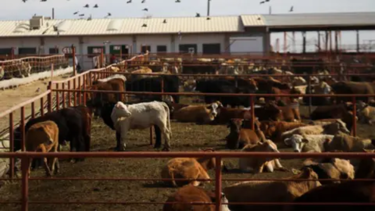 Canada Restricts U.S. Cattle Imports After Flesh-Eating Screwworm Detected in Texas
