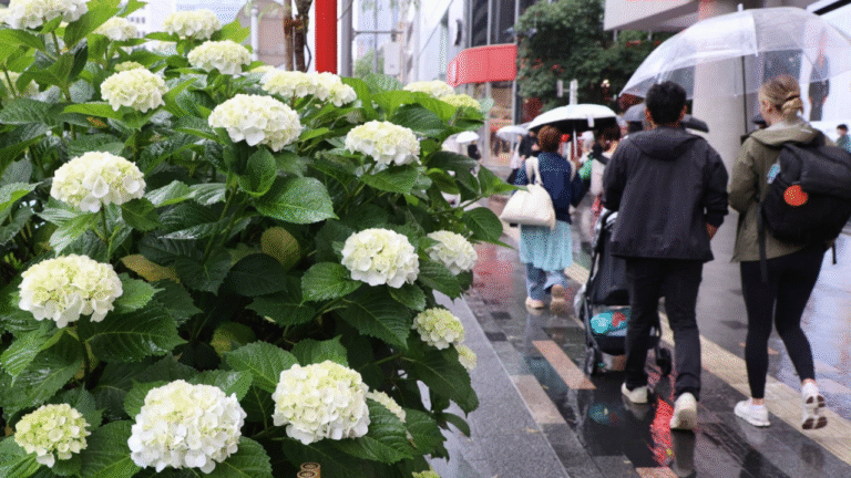 The Rainy Season Arrives in Kanto and Central Japan