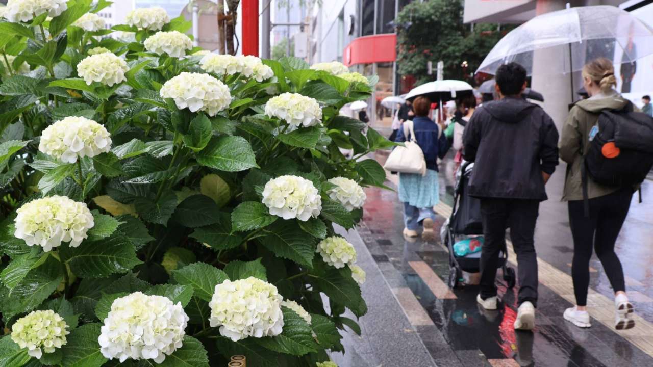 The Rainy Season Arrives in Kanto and Central Japan